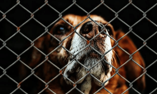 La importancia de rescatar mascotas de un refugio
