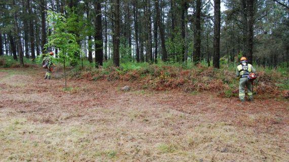 A partir de mañá poderán solicitarse de novo os permisos para realizar queimas de restos agrícolas e forestais amoreados