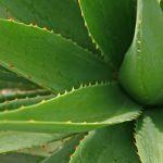 Beneficios del Aloe Vera en la cosmética natural