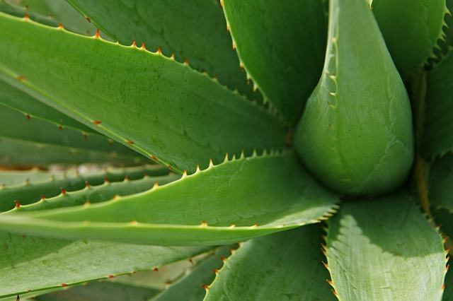 Beneficios del Aloe Vera en la cosmética natural