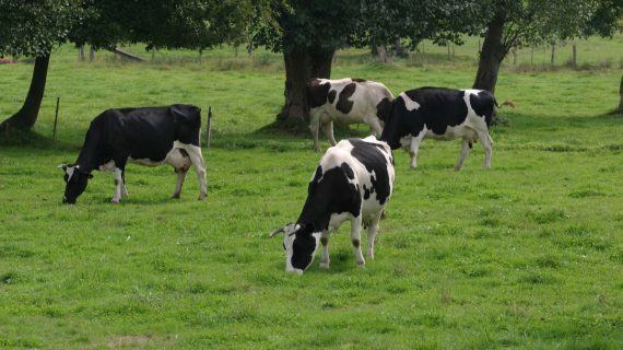 Máis de 700 organizacións do Estado advertimos que a agricultura a pequena escala segue á espera de respostas