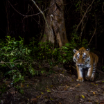 En el Día Mundial del Tigre, WWF reclama mayores esfuerzos para alejar a este animal de la extinción