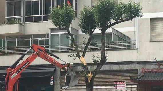 Outro arboricidio en Vigo, desta feita a traizón