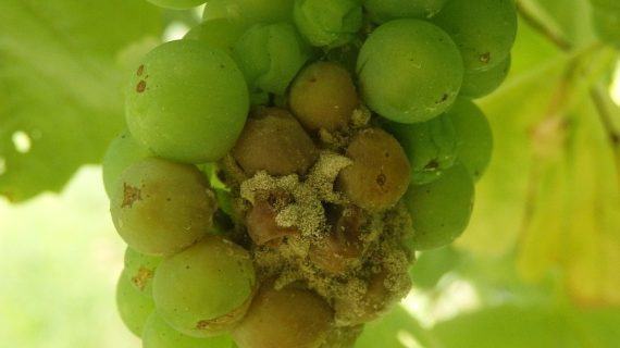 Areeiro destaca que os acios de uva albariña xa están co pintado e abrandando en todas as comarcas