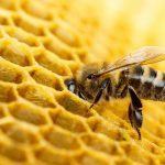 Máis de 1.600 apicultores galegos benefícianse este ano das axudas da Xunta por valor de case 700.000 euros