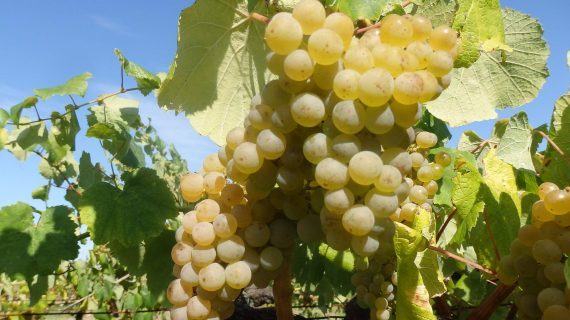 Areeiro destaca que o bo tempo acelerou a maduración da uva albariña