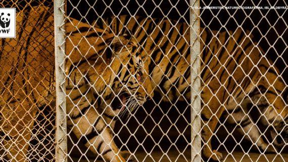 WWF reclama medidas contundentes ante CITES para frear o tráfico de especies