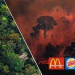 A carne McDonald's, Burger King e KFC destrúe a Amazonia