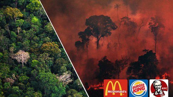 A carne McDonald’s, Burger King e KFC destrúe a Amazonia