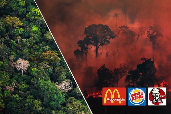 A carne McDonald’s, Burger King e KFC destrúe a Amazonia