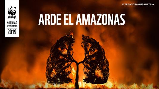 WWF denuncia a incesante deforestación á que se enfronta a  Amazonia