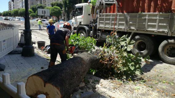 Marea de Vigo pedirá a creación dun Plan Director do Arboredo para cidade de Vigo no vindeiro Pleno