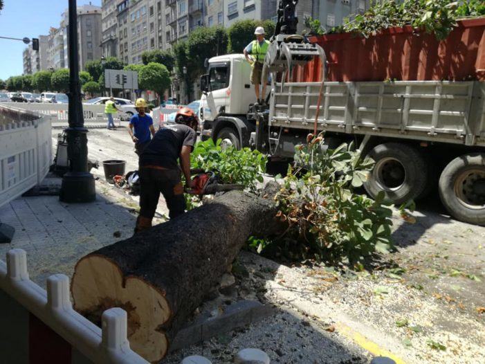 Marea de Vigo pedirá a creación dun Plan Director do Arboredo para cidade de Vigo no vindeiro Pleno
