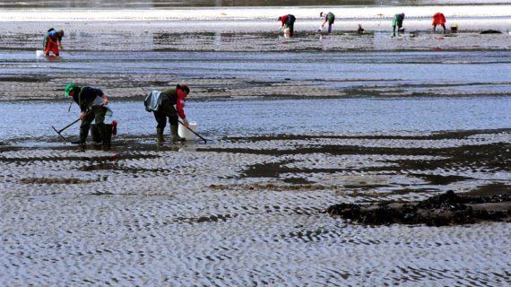 A Xunta convoca 20 novos permisos de explotación para marisqueo a pé na confraría de Pontevedra