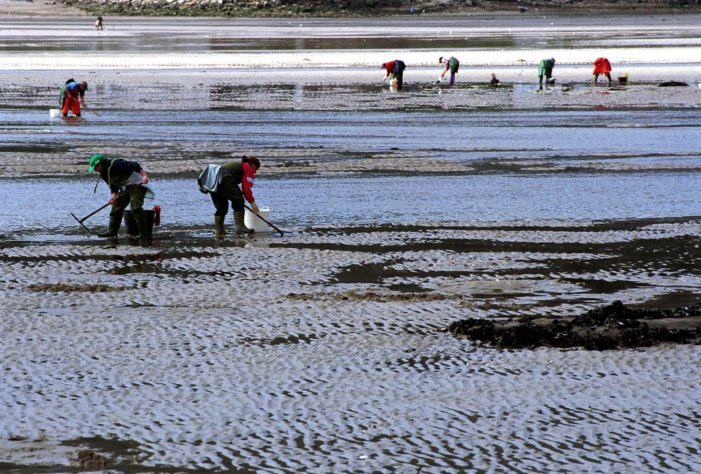 A Xunta convoca 20 novos permisos de explotación para marisqueo a pé na confraría de Pontevedra