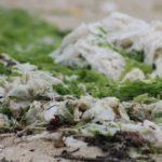 A Fundación CETMAR analiza o uso das algas como fonte natural e sustentabel dos novos productos cosméticos