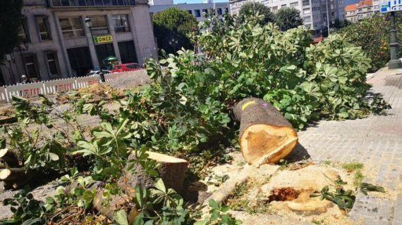 Salvemos á árbore urbana: stop arboricidio!