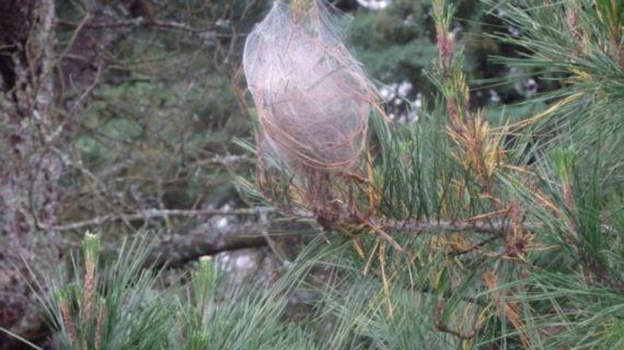 Areeiro fai recomendacións para as podas das viñas, froiteiras e plantas leñosas e a sanidade dos cultivos
