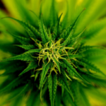 Beneficios del uso medicinal de la marihuana