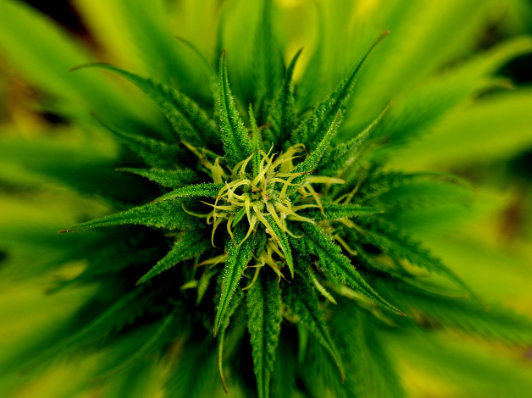 Beneficios del uso medicinal de la marihuana