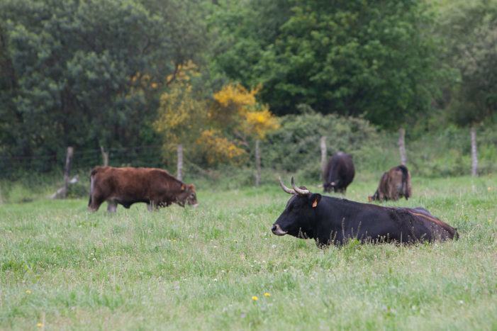 Medio Rural convoca preto dun millón de euros en axudas para indemnizacións por sacrificio obrigatorio de animais