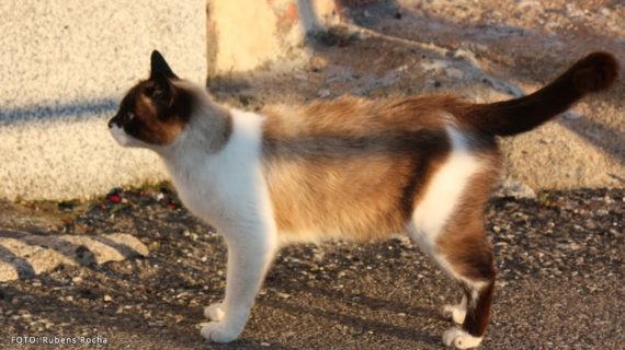 Sabedes que os animais rueiros ou abandonados son responsabilidade do Concello de Vigo?