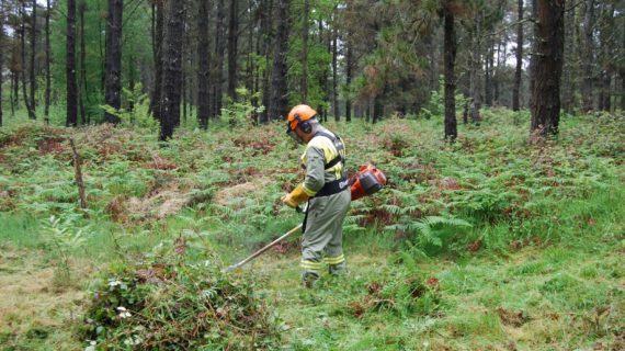 A Xunta convoca 13 millóns de euros en axudas para accións silvícolas de prevención e para o incremento do valor ecolóxico dos montes galegos