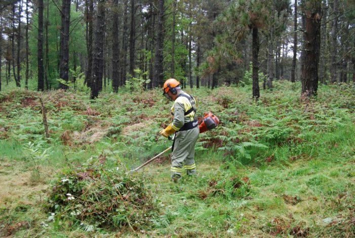 A Xunta convoca 13 millóns de euros en axudas para accións silvícolas de prevención e para o incremento do valor ecolóxico dos montes galegos