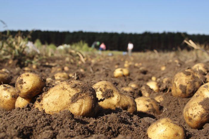 A Consellería do Medio Rural levanta a prohibición de plantar pataca en nove concellos galegos afectados pola couza