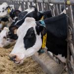As granxas de leite galegas perderon 160 millóns de euros en 2019 por vender por baixo dos custes de produción