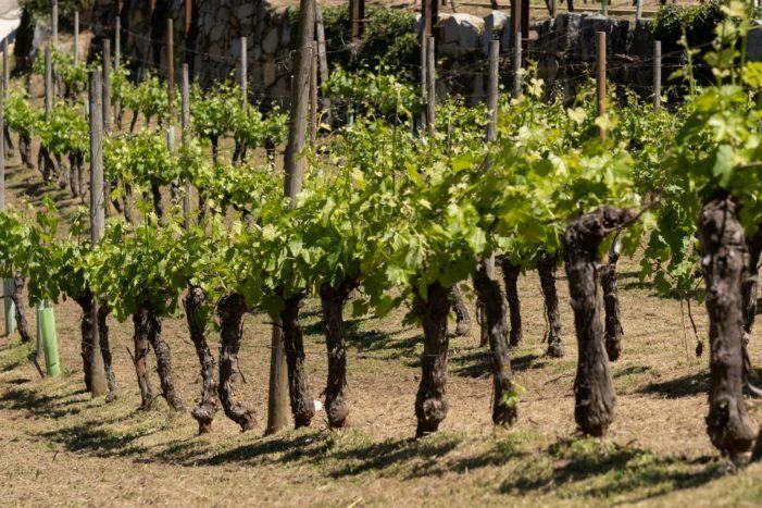 Un total de 122 adegas e particulares beneficiáronse no 2019 de máis de 1,5 millóns de euros en axudas da Xunta para reestruturar e reconverter as viñas galegas
