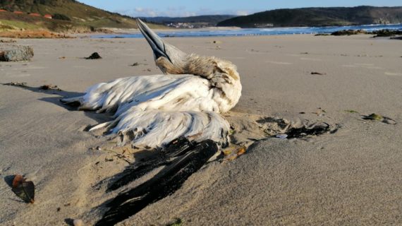 ADEGA reclama a revisión do Plan de Continxencia por contaminación mariña para evitar futuros “sentinazos” na costa galega