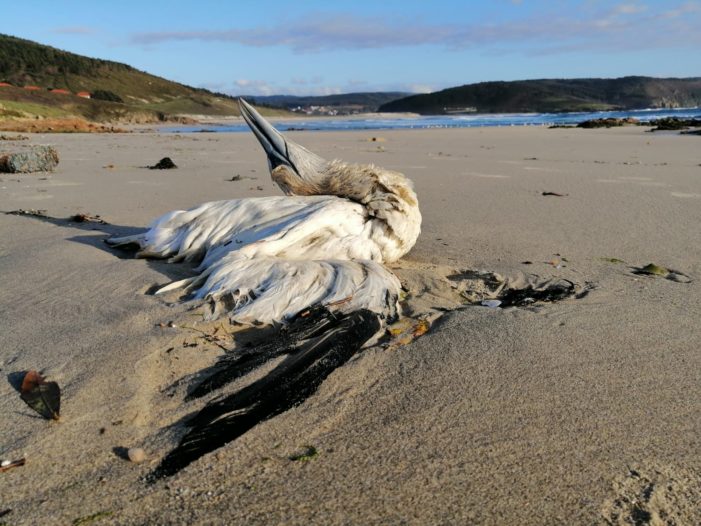 ADEGA reclama a revisión do Plan de Continxencia por contaminación mariña para evitar futuros “sentinazos” na costa galega