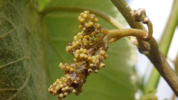 Areeiro aconsella renovar a protección das viñas con funxicidas ante o desenvolvemento do mildio