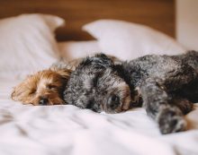 ¿Dónde deben dormir los perros? Sí lo hace en tu cama, esto te interesa