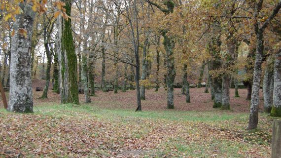 Galicia aumentou no último ano a súa superficie forestal ordenada en case un 8% ata as máis de 262.000 hectáreas