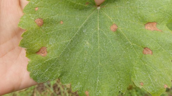 Areeiro constata un freo no avance do mildio, aínda que segue a aconsellar a máxima vixilancia das viñas