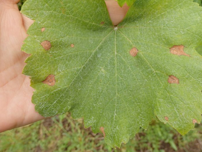 Areeiro constata un freo no avance do mildio, aínda que segue a aconsellar a máxima vixilancia das viñas Areeiro constata un freo no avance do mildio, aínda que segue a aconsellar a máxima vixilancia das viñas