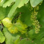 A EFA recomenda renovar os tratamentos contra o mildio nas viñas tras constatar o avance da enfermidade