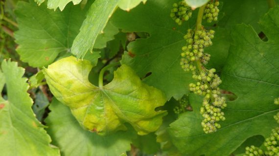 A EFA recomenda renovar os tratamentos contra o mildio nas viñas tras constatar o avance da enfermidade