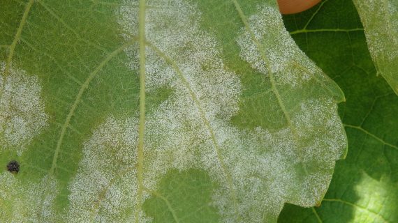 Areeiro recomenda continuar a vixilancia e extremar o coidado nas aplicacións dos tratamentos contra o mildio nas viñas