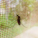 La malaria: la enfermedad que mata al año entre 700.000 y 2.700.000 personas