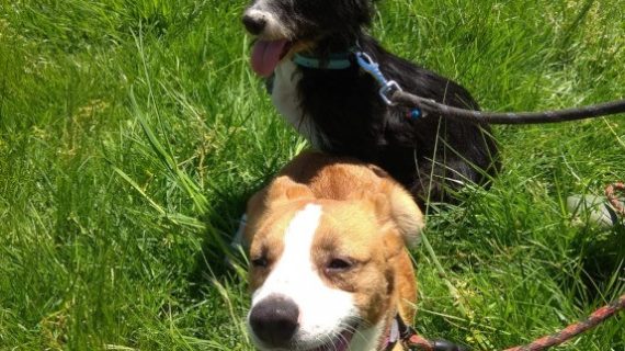 A feliz recuperación de “Pipa” e “Comba”, dúas cadelas que foron operadas de urxencia no CAAN