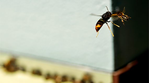 A invasión da vespa velutina impacta negativamente no comportamento dos insectos polinizadores e na reprodución das plantas