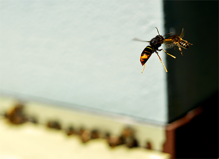 A invasión da vespa velutina impacta negativamente no comportamento dos insectos polinizadores e na reprodución das plantas
