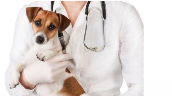 Conseguir formación homologada de auxiliar de veterinaria a través de Euroinnova