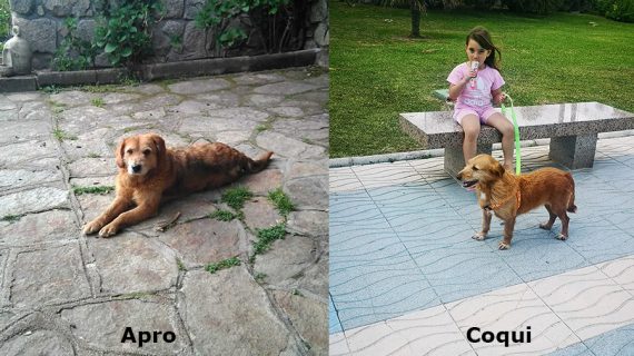 Os avós do CAAN “Apro” e “Coqui” atopan por fin un novo fogar en Madrid e Marbella despois de vivir seis e catro anos no centro de acollida