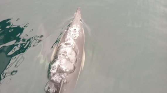 CEMMA pon en marcha a Campaña Grupo Davila-Termavi de  monitorización mariña e voluntariado ambiental na Ría de Vigo