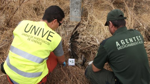 WWF destaca el avance en la lucha contra el veneno  en Extremadura ante la condena por envenenamiento de milanos reales