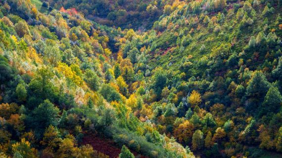 A Xunta concede case 5,2 M€ en axudas para a creación de superficies forestais en máis de 2.800 hectáreas de terreo